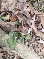 Ranunculus abortivus