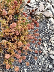 Acaena glabra