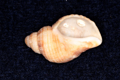 Nucella squamosa