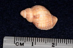 Nucella squamosa