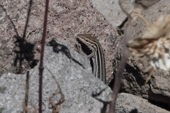 Aspidoscelis hyperythrus