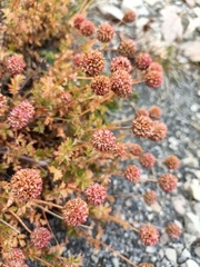 Acaena glabra
