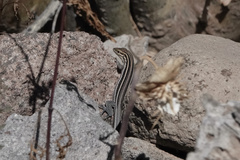 Aspidoscelis hyperythrus