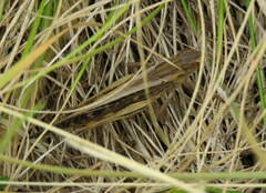 Locusta migratoria