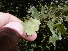 Quercus × ganderi