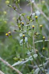 Senecio mohavensis