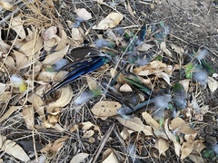 Barnardius zonarius