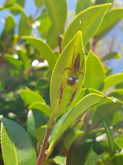 Mopsus