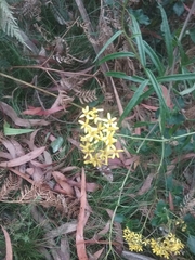 Senecio linearifolius