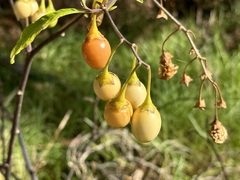 Solanum laciniatum