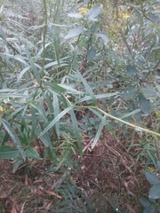 Senecio linearifolius