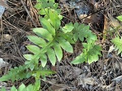 Woodwardia areolata