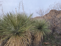 Yucca elata