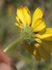 Encelia asperifolia
