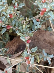Atriplex semibaccata