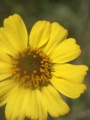 Encelia asperifolia