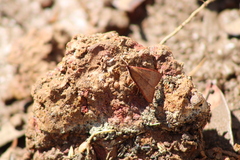 Uresiphita ornithopteralis