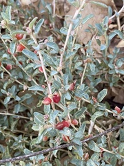 Atriplex semibaccata