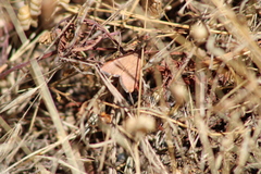 Uresiphita ornithopteralis