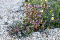 Phacelia crenulata minutiflora