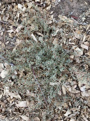 Atriplex semibaccata