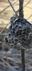 Polistes gallicus