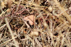 Uresiphita ornithopteralis
