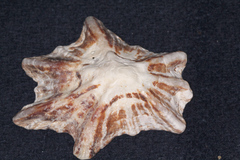 Scutellastra longicosta