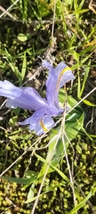 Iris planifolia