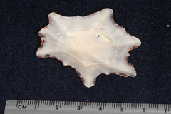 Scutellastra longicosta