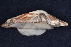 Scutellastra longicosta