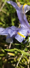 Iris planifolia