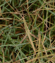 Acrida conica