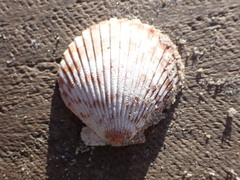 Argopecten ventricosus
