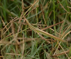 Acrida conica