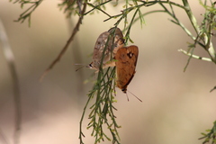 Heteronympha penelope