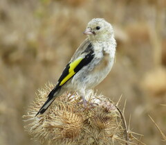 Carduelis carduelis britannica