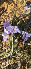 Iris planifolia