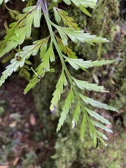 Asplenium bulbiferum x a flaccidum