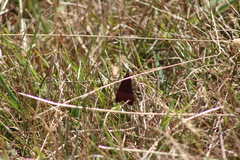 Uresiphita ornithopteralis