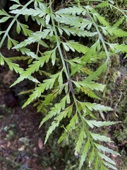 Asplenium bulbiferum x a flaccidum