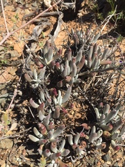 Dudleya attenuata