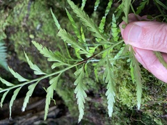 Asplenium bulbiferum x a flaccidum