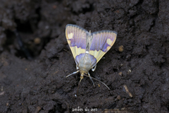 Rehimena phrynealis