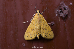 Conogethes punctiferalis