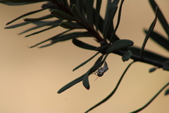 Utetheisa pulchelloides