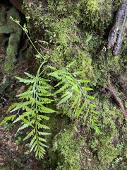 Asplenium bulbiferum x a flaccidum