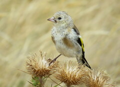 Carduelis carduelis britannica