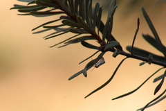 Utetheisa pulchelloides