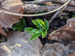 Aegopodium